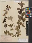 Foto von Salix cinerea L. x Salix nigricans Sm.